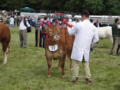 Stephen Crawford in the championship line up before being placed Limousin champion
